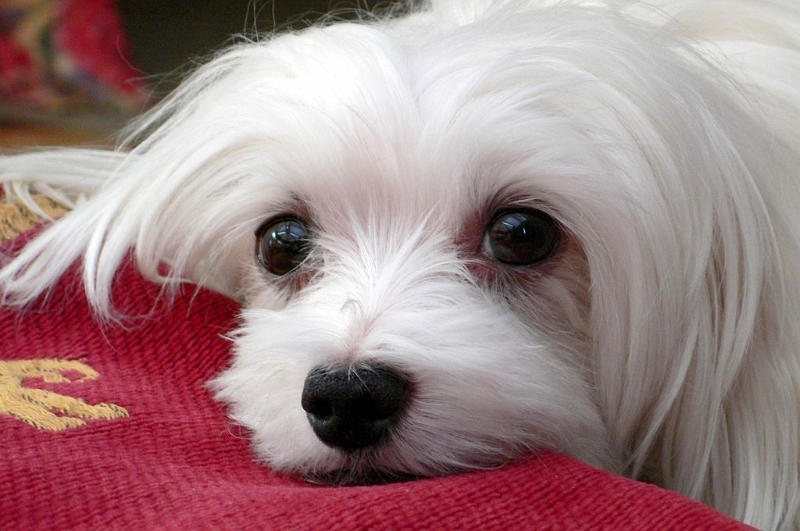 Snowdrop the Maltese 01.JPG